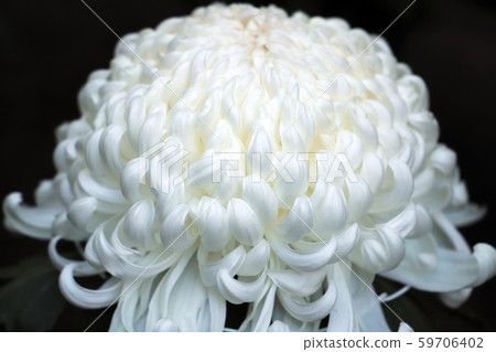 Chrysanthemum flower that brings out large flowers 59706402