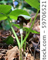 Mamushigusa Mamushigusa 59706521