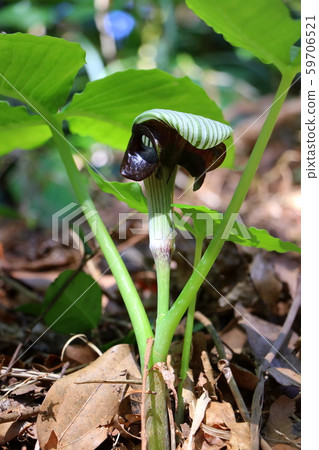 Mamushigusa Mamushigusa 59706521