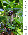 Mamushigusa Mamushigusa 59706523