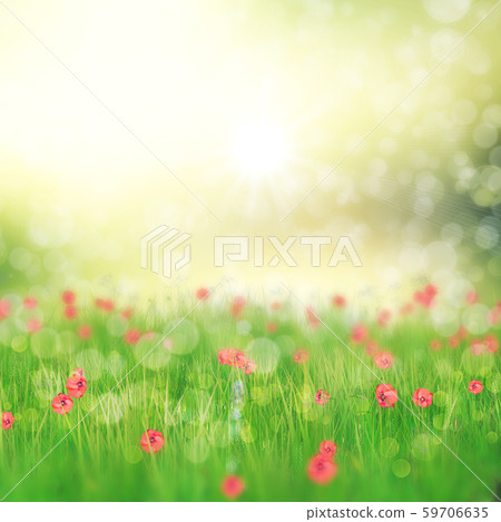 Field of poppy flowers 59706635