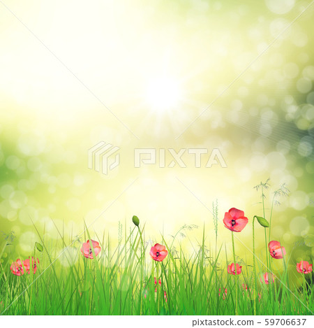 Field of poppy flowers 59706637