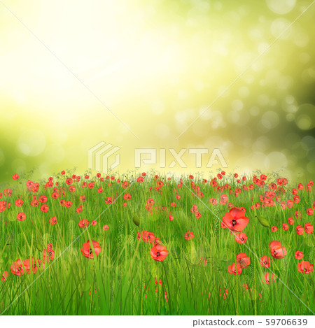 Field of poppy flowers 59706639