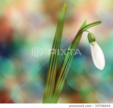 Dreamy Snowdrop Dreamy Snowdrop 59706644