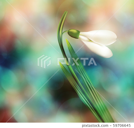 Dreamy Snowdrop 59706645