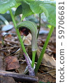 Mamushigusa Mamushigusa 59706681