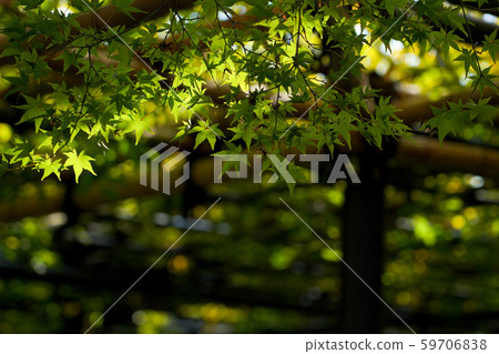 藍槭，新鮮的綠色，光與影，景觀 59706838