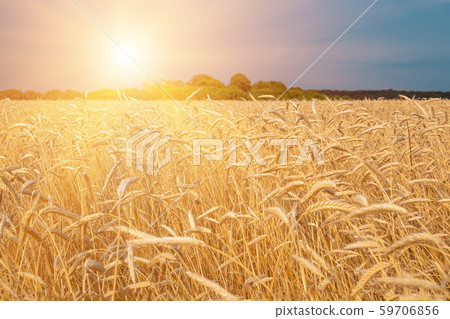 gold ears of wheat against the blue sky and sun, soft focus, closeup, agriculture background 59706856