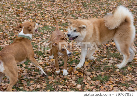 Three dogs are playing in the autumn park. Pets. Three dogs are playing in the autumn park. Pets. 59707055