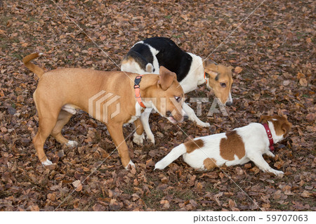 Three cute puppies are playing in the autumn park. Three cute puppies are playing in the autumn park. 59707063