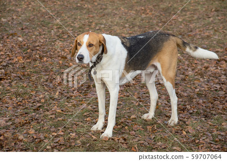 Cute russian hound is standing in the autumn park. Cute russian hound is standing in the autumn park. 59707064