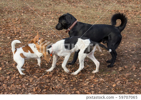 Three puppies are playing in the autumn park. Pets Three puppies are playing in the autumn park. Pets 59707065