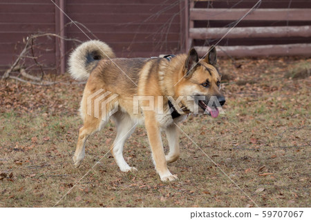 Cute homeless dog is running in the autumn park. Cute homeless dog is running in the autumn park. 59707067