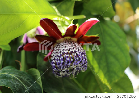 Passiflora · Arata Passiflora · Arata 59707290