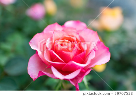 Pink rose Pink rose 59707538