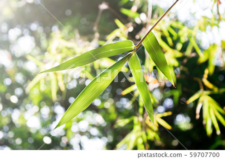 Bamboo leaves with bokeh green background 59707700