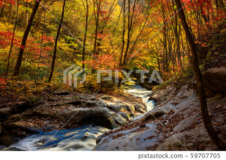 Autumn leaves of Takigawa Valley 59707705