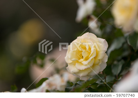 玫瑰花八千代，日本千葉 59707740