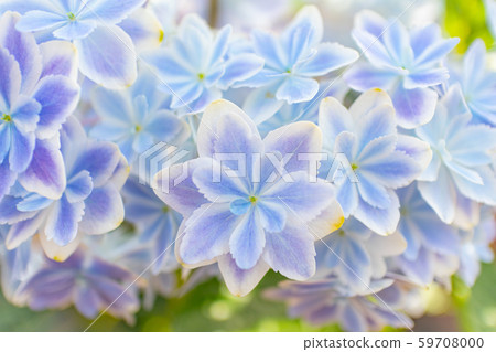 hydrangea   59708000