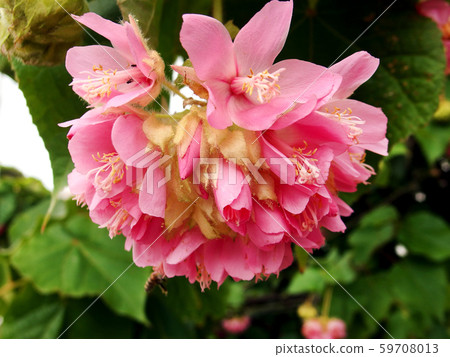 多姆貝亞·瓦利基（Dombeya Walikki） 59708013