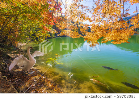 [Southern Alps] Lake Inaga Autumn leaves Shiratori 59708085