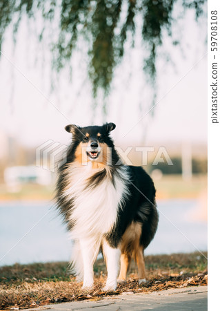 Tricolor Rough Collie, Funny Scottish Collie, Long-haired Collie, English Collie, Lassie Dog 59708108