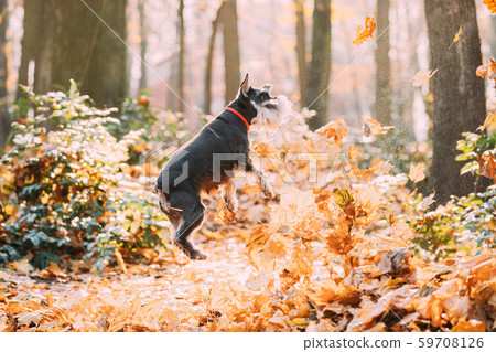 Miniature Schnauzer Dog Or Zwergschnauzer Funny Jumping In Dry Yellow Fallen Foliage Outdoor In Miniature Schnauzer Dog Or Zwergschnauzer Funny Jumping In Dry Yellow Fallen Foliage Outdoor In 59708126