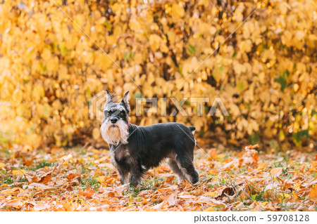 Miniature Schnauzer Dog Or Zwergschnauzer Funny Posing Outdoor In Autumn Day Miniature Schnauzer Dog Or Zwergschnauzer Funny Posing Outdoor In Autumn Day 59708128