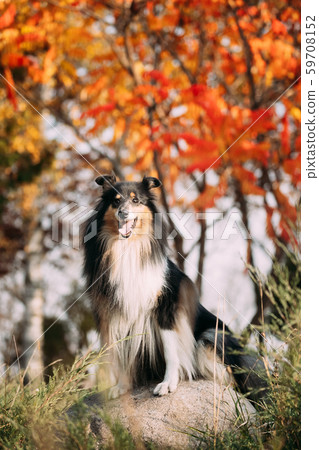 Tricolor Rough Collie, Funny Scottish Collie, Long-haired Collie, English Collie, Lassie Dog Sitting Tricolor Rough Collie, Funny Scottish Collie, Long-haired Collie, English Collie, Lassie Dog Sitting 59708152
