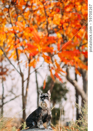 Miniature Schnauzer Dog Or Zwergschnauzer Funny Sitting Outdoor In Autumn Day 59708167
