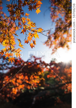 Maple Maple 59708238