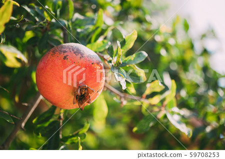 Ripe Pomegranate Hanging On Branch In Autumn Season 59708253