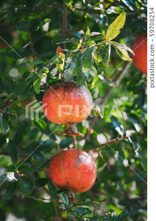 Ripe Pomegranates Hanging On Branch In Autumn Season Ripe Pomegranates Hanging On Branch In Autumn Season 59708254