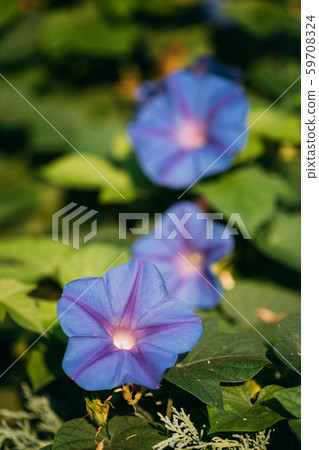 Blooming Pink Flowers Of Ipomoea Purpurea In Summer Garden 59708324