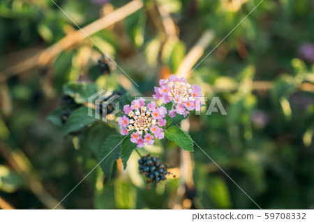 Blooming Pink Flowers Of Lantana In Summer Garden 59708332