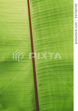 Green Leaf Background. Close Up Shot Of Palm Green Leaf Background. Close Up Shot Of Palm 59708340