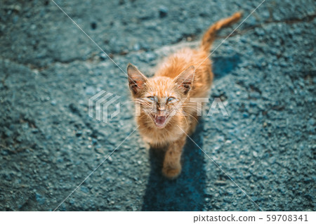 Dirty, Murky, Sickly Red Kitten Mercifully Meows On Street. Homeless Ginger Cat Outdoor In Street 59708341
