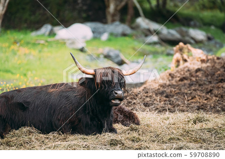 Black Highland Cattle Cow Graze On A Summer Livestock Pasture. Scottish Cattle Breed In Summer Day 59708890