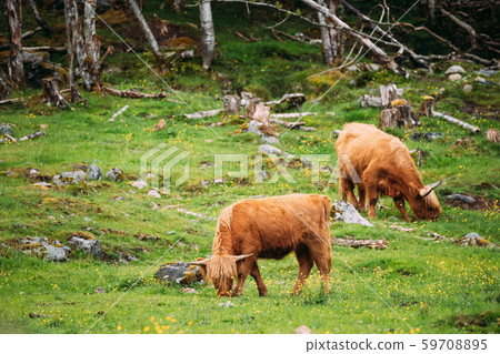 Highland Cattle Cows Graze On A Summer Livestock Pasture. Scottish Cattle Breed In Summer Day 59708895