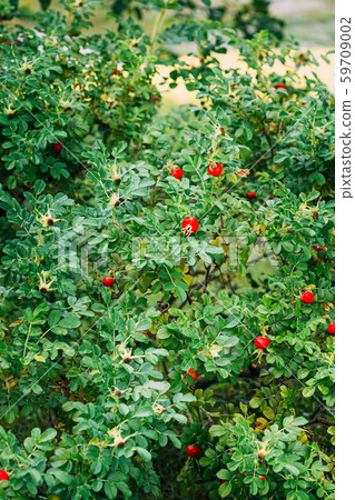 Red Rose Hip Or Rosehip, Also Called Rose Haw And Rose Hep, Is Accessory Fruit Of Rose Plant Red Rose Hip Or Rosehip, Also Called Rose Haw And Rose Hep, Is Accessory Fruit Of Rose Plant 59709002