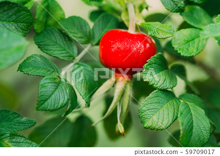 Red Rose Hip Or Rosehip, Also Called Rose Haw And Rose Hep, Is Accessory Fruit Of Rose Plant Red Rose Hip Or Rosehip, Also Called Rose Haw And Rose Hep, Is Accessory Fruit Of Rose Plant 59709017