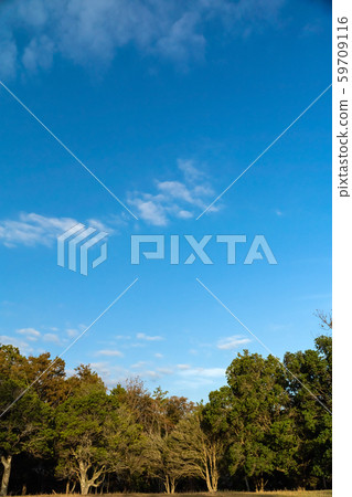 天空和樹 59709116