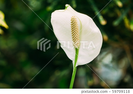 Green Leaves Of Plant Flower Spathiphyllum. 59709118