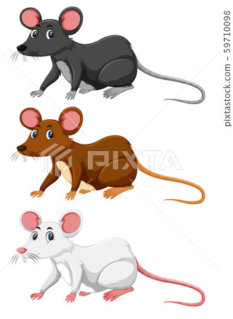 Three different colour of rat Three different colour of rat 59710098