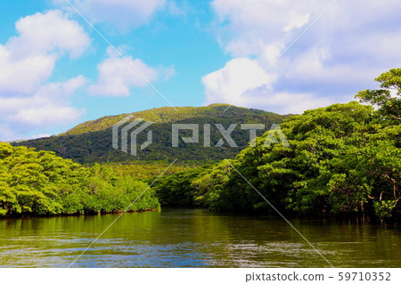 [Okinawa Prefecture Iriomote Island] Mangrove Estuary 59710352