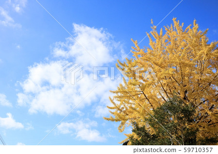 銀杏葉和藍天 銀杏葉和藍天 59710357