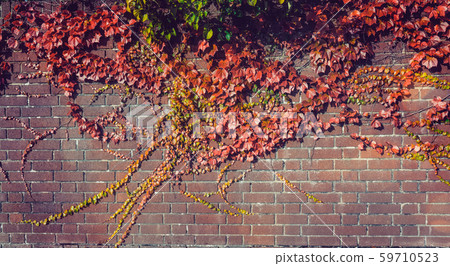 Climbing grape plant with red ivy leaves in fall Climbing grape plant with red ivy leaves in fall 59710523