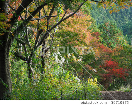 高尾山,日本東京 高尾山,日本東京 59710575