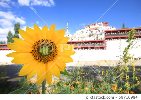Sunflower with Leh palace in heart of Ladakh, 59710984