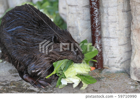 Gluttonous beaver Gluttonous beaver 59710990